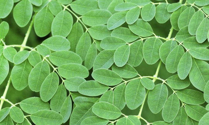 Your Questions Answered: What is Moringa Good For?