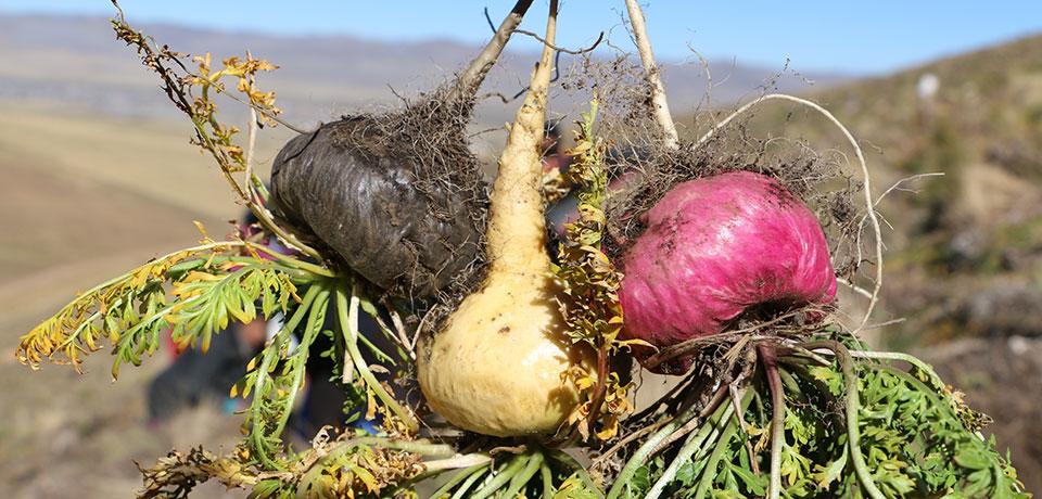 The Maca Basics: What Are the Different Types of Maca?